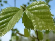 What Color Is Birch? A Practical Guide to Birch Wood, Bark, Undertones, and Decor What Color Is Birch