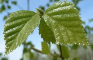 What Color Is Birch? A Practical Guide to Birch Wood, Bark, Undertones, and Decor What Color Is Birch