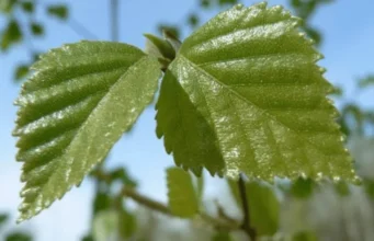 What Color Is Birch? A Practical Guide to Birch Wood, Bark, Undertones, and Decor What Color Is Birch